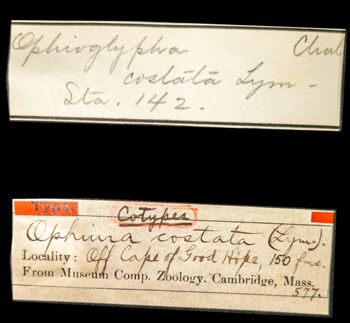 Media type: image; Invertebrate Zoology OPH-577 Aspect: labels